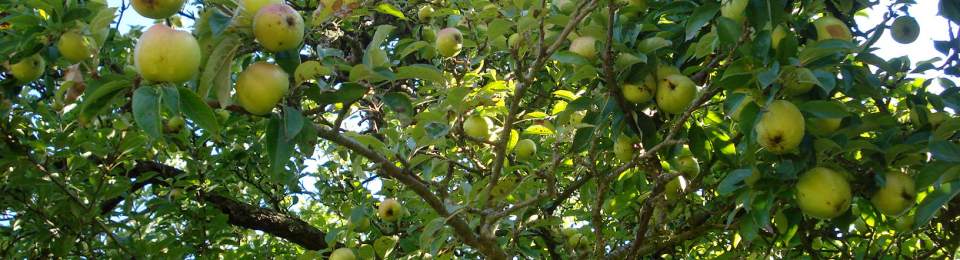 Apple tree, Normandy