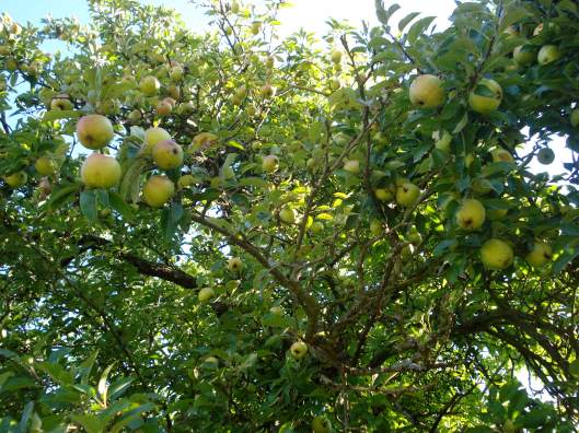 Apple tree, Normandy