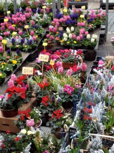 Flowers, French market