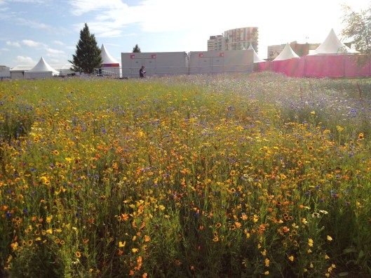 Wildflowers, Olympic Park, London