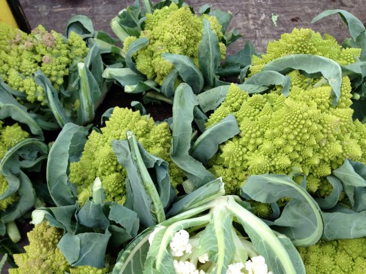 Chou romanesco, Normandy