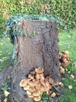 wild mushrooms and tree stump