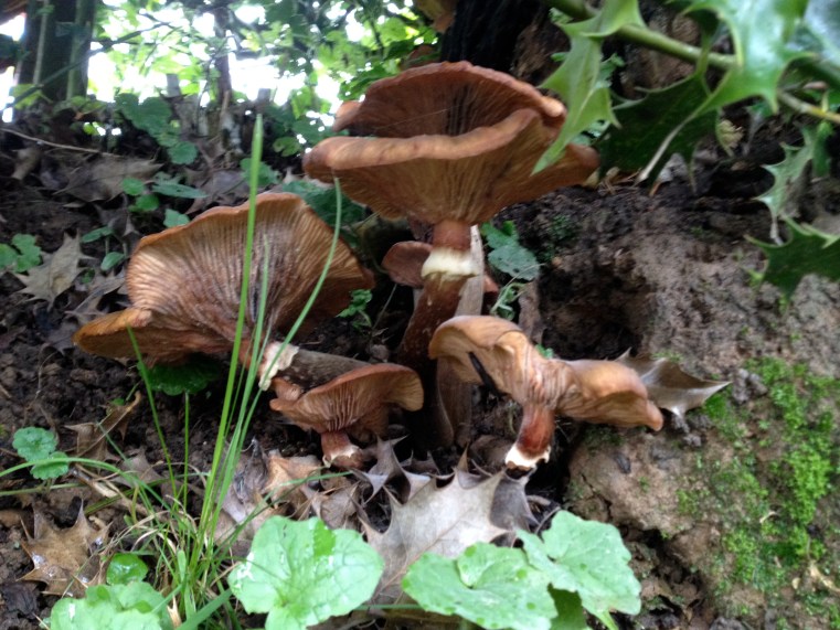 wild mushrooms