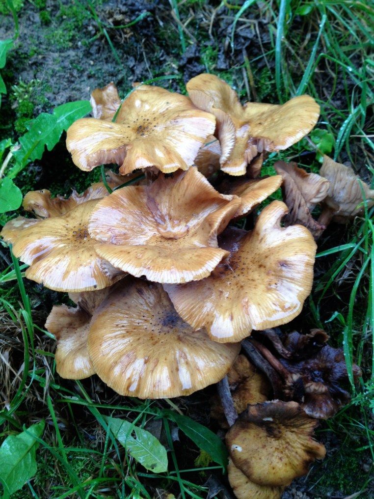 wild mushrooms
