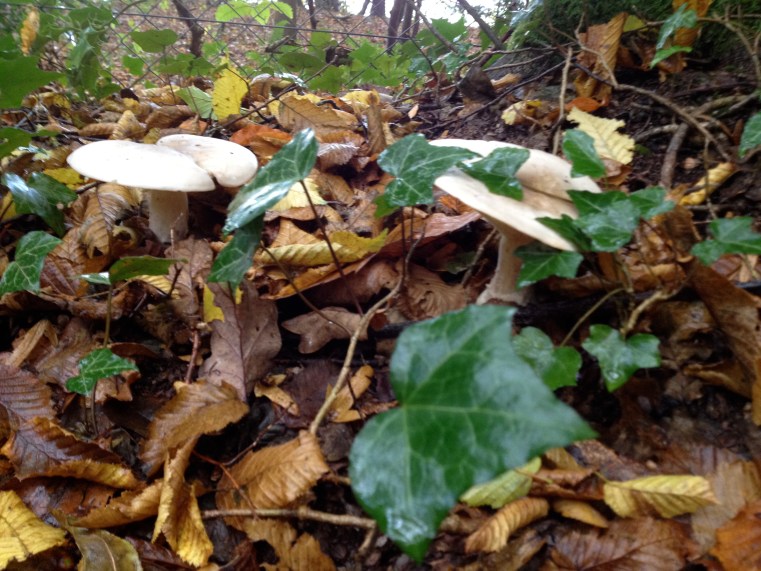 wild mushrooms